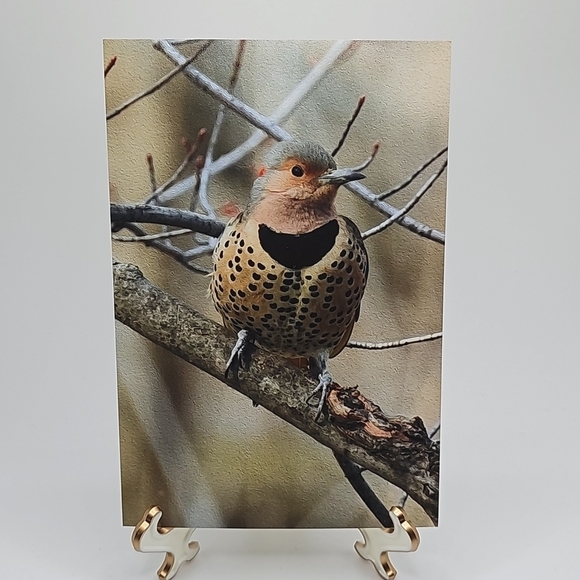 4x6 Northern Flicker Bird Photography Oil Painting Print - Picture 4 of 5